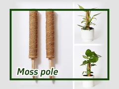 วิธีการใช้ Moss Pole สําหรับการปีนพืช Monstera?