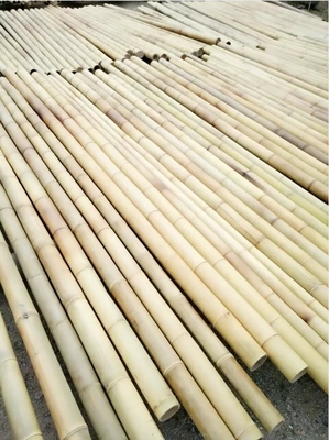 เสาไม้ไผ่ Moso ขนาด 3 นิ้วเดิมพันไม้ไผ่ธรรมชาติบริสุทธิ์สำหรับตกแต่งโรงงานสีเหลือง