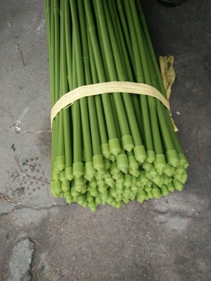 40 ซม. 60 ซม. 90 ซม. 120 ซม. ความยาว เสาไม้ไผ่สีเขียว จิตรกรรม Green