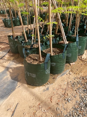 รั้วสวน ของตกแต่งบ้าน เสาไม้ไผ่ดิบ Tonkin Solid Bamboo Poles
