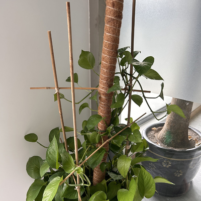 Moso Row เสาไม้ไผ่ Canes Stakes Sticks Farming Supporting Gardening Decoration
