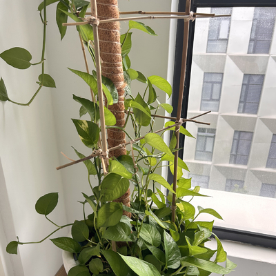 รั้วสวน ของตกแต่งบ้าน เสาไม้ไผ่ดิบ Tonkin Solid Bamboo Poles