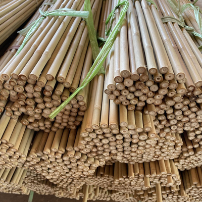 ต้นไผ่ธรรมชาติรองรับเดิมพันสำหรับพืชในร่ม, เสาไม้ไผ่สวนเสาไม้ไผ่ 40 ซม. 595 ซม.