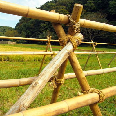 เสาไม้ไผ่ดิบจากธรรมชาติ 100% สำหรับการก่อสร้างสวนและการตกแต่ง ไม้ไผ่ Canes/Stakes คุณภาพสูงสุด