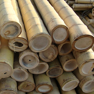 เสาไม้ไผ่ดิบจากธรรมชาติ 100% สำหรับการก่อสร้างสวนและการตกแต่ง ไม้ไผ่ Canes/Stakes คุณภาพสูงสุด