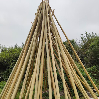 เสาไม้ไผ่ดิบจากธรรมชาติ 100% สำหรับการก่อสร้างสวนและการตกแต่ง ไม้ไผ่ Canes/Stakes คุณภาพสูงสุด