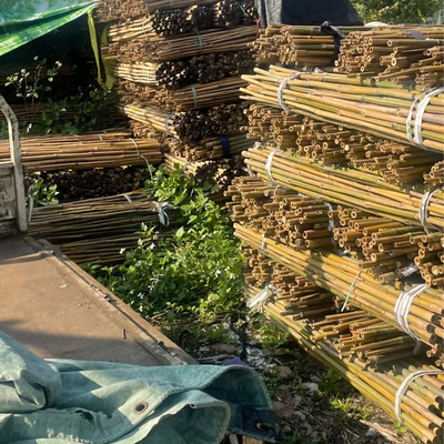 เสาไม้ไผ่ดิบจากธรรมชาติ 100% สำหรับการก่อสร้างสวนและการตกแต่ง ไม้ไผ่ Canes/Stakes คุณภาพสูงสุด