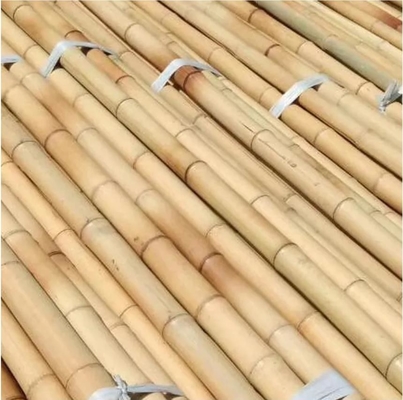 พฤกษ์ธรรมชาติ สายไม้ไม้ยางดิบ สายไม้ยางตรง สายไม้ยางดิบ สายไม้ยางใหญ่ สําหรับตกแต่ง