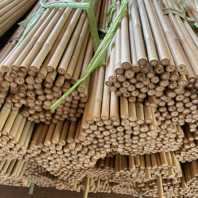 พฤกษ์ธรรมชาติ สายไม้ไม้ยางดิบ สายไม้ยางตรง สายไม้ยางดิบ สายไม้ยางใหญ่ สําหรับตกแต่ง