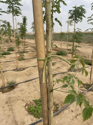 ไม้ปักสวนไผ่ที่เป็นมิตรต่อสิ่งแวดล้อมเพื่อการทำสวนที่ยั่งยืน