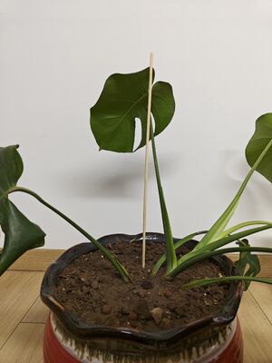 สนับสนุนการเจริญเติบโตของสวนของคุณด้วยไม้ปักดอกไม้ไผ่ที่สง่างามและยั่งยืน