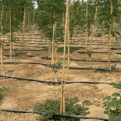 สะอาดต่อสิ่งแวดล้อม ขนาดที่สามารถปรับเปลี่ยนได้ สตูลไม้ยางสําหรับการสนับสนุนพืชสวนด้วยการรักษายาฆ่าเชื้อ