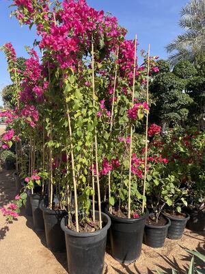 สต๊อกสวน สต๊อกพืชไม้กางเขนธรรมชาติขนาด 18 นิ้ว สต๊อกพืชรองรับพืชที่มีสับส้อม สต๊อกไม้กางเขนสําหรับทอมาต้า ถั่ว ดอกไม้ ดอกไม้ พืชในกระป๋อง พืชปีนในและนอกบ้าน